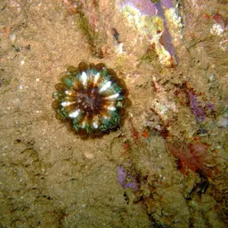 Solitary Cup Coral, photo 2