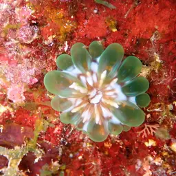 Solitary Cup Coral, photo 3