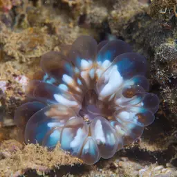 Solitary Cup Coral, photo 4