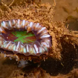Solitary Cup Coral, photo 5