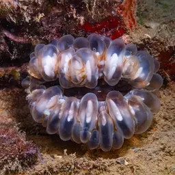 Solitary Cup Coral, photo 6