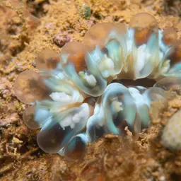 Solitary Cup Coral, photo 7