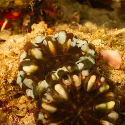 Solitary Cup Coral, photo 9