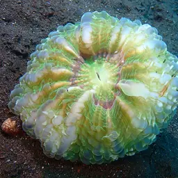 Solitary Cup Coral, photo 10
