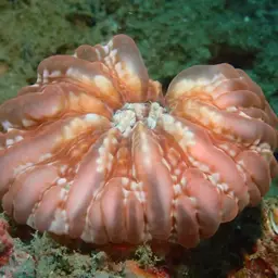 Solitary Cup Coral, photo 11