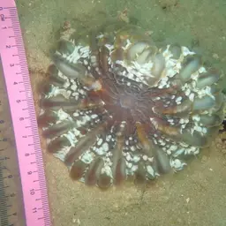 Solitary Cup Coral, photo 12