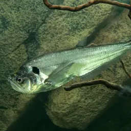 Dogtooth Characin, photo 1