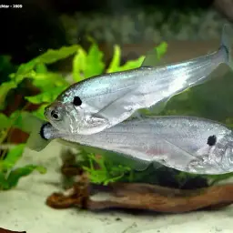 Dogtooth Characin, photo 2