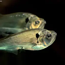 Dogtooth Characin, photo 3