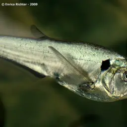 Dogtooth Characin, photo 4