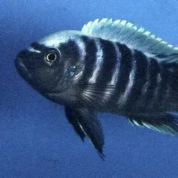 Afra Cichlid