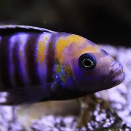 Afra Cichlid, photo 3