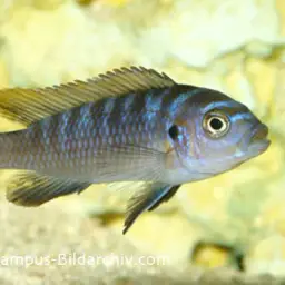 Afra Cichlid, photo 4