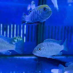 Afra Cichlid, photo 5