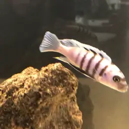 Afra Cichlid, photo 6