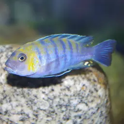 Afra Cichlid, photo 7