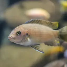 Afra Cichlid, photo 8