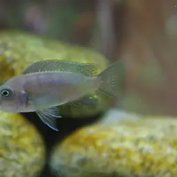 Afra Cichlid, photo 9
