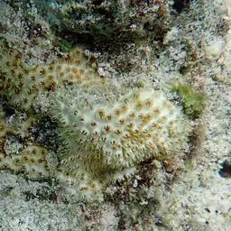 Lesser Knob Coral, photo 1