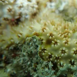 Lesser Knob Coral, photo 2