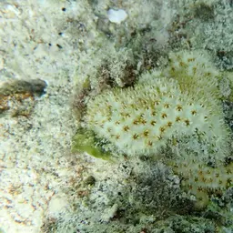 Lesser Knob Coral, photo 3