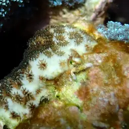 Lesser Knob Coral, photo 4