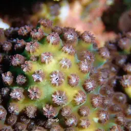Lesser Knob Coral, photo 5