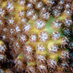 Lesser Knob Coral, photo 6