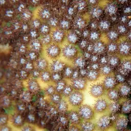 Lesser Knob Coral, photo 7
