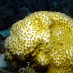 Lesser Knob Coral, photo 8