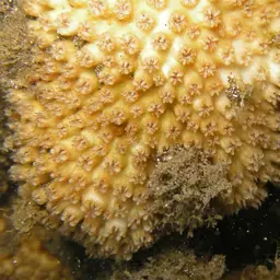Lesser Knob Coral, photo 9