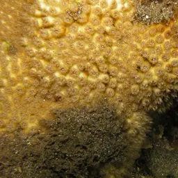 Lesser Knob Coral, photo 10