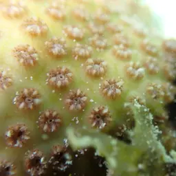 Lesser Knob Coral, photo 11