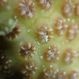Lesser Knob Coral, photo 12