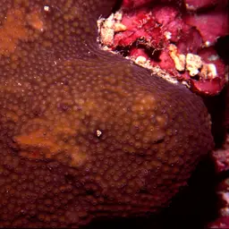 Lesser Knob Coral, photo 2