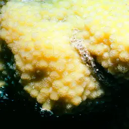 Lesser Knob Coral, photo 3