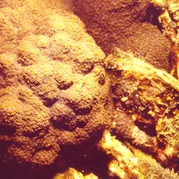 Lesser Knob Coral, photo 4