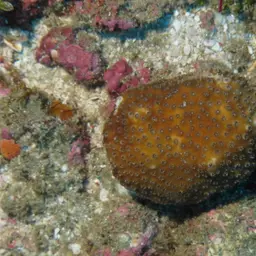 Lesser Knob Coral, photo 5