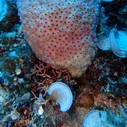 Lesser Knob Coral, photo 1