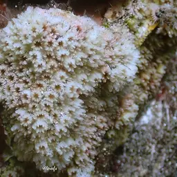 Lesser Knob Coral, photo 6
