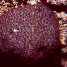 Lesser Knob Coral, photo 7