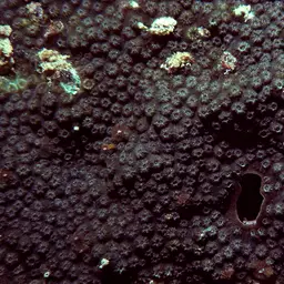 Lesser Knob Coral, photo 8