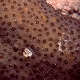 Lesser Knob Coral, photo 9