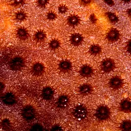 Lesser Knob Coral, photo 10