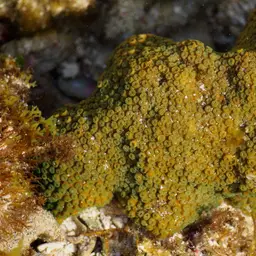 Lesser Knob Coral, photo 11