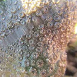 Lesser Knob Coral, photo 12
