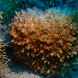 Lesser Knob Coral, photo 2