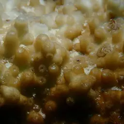 Lesser Knob Coral, photo 3