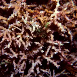 Lesser Knob Coral, photo 4