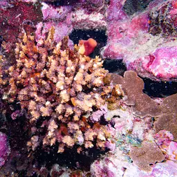 Lesser Knob Coral, photo 5